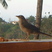 Bare-eyed Thrush